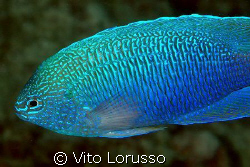 Fish by Vito Lorusso 